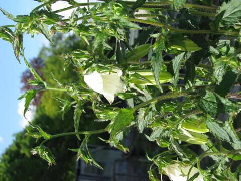 Image of Campanula punctata var. punctata