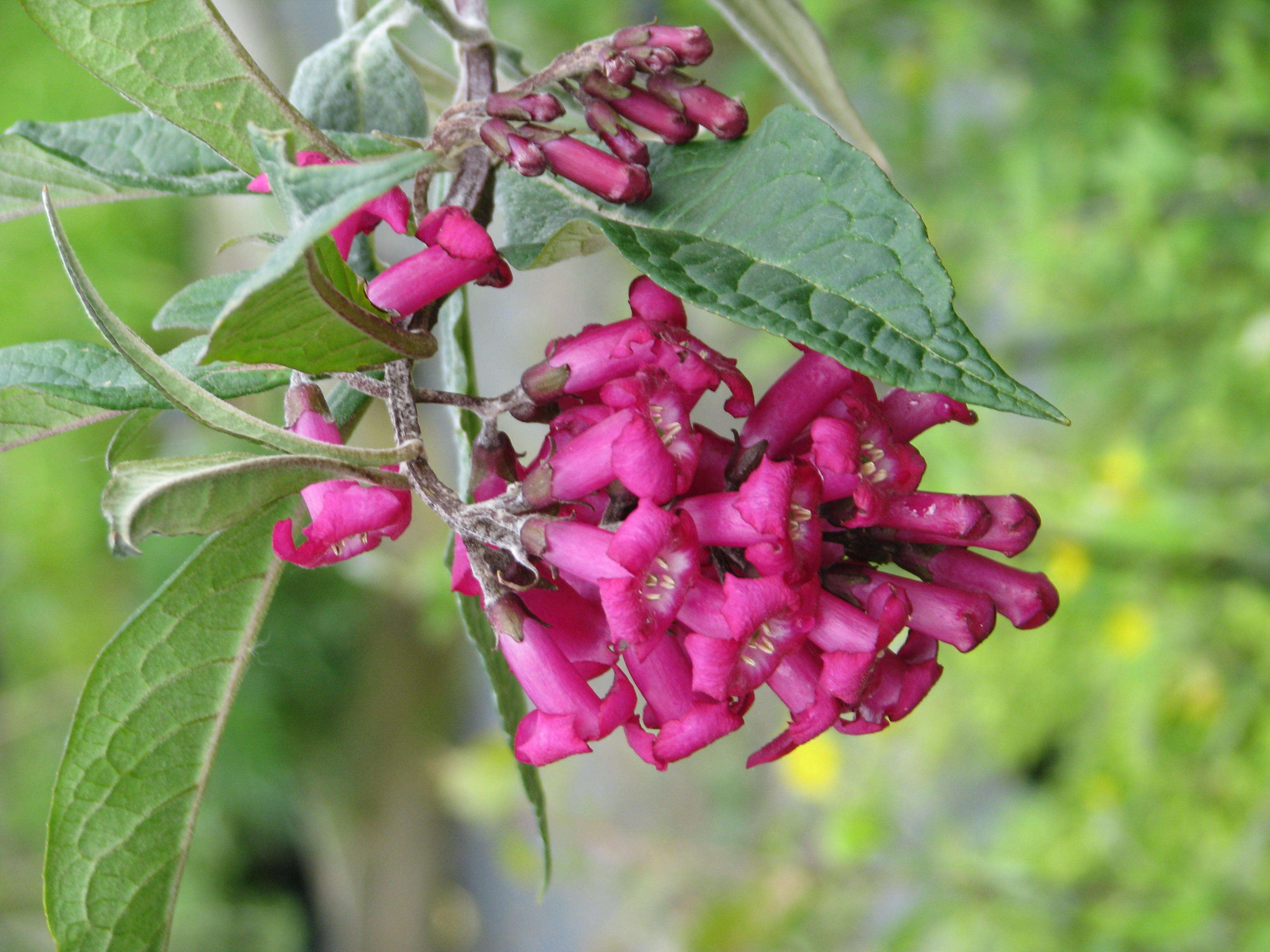 Sivun Buddleja colvilei Hook. fil. & Thomson kuva