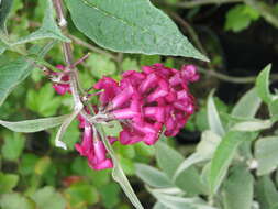 Sivun Buddleja colvilei Hook. fil. & Thomson kuva