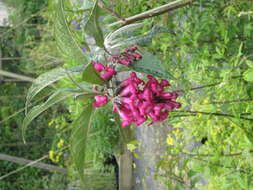 Sivun Buddleja colvilei Hook. fil. & Thomson kuva