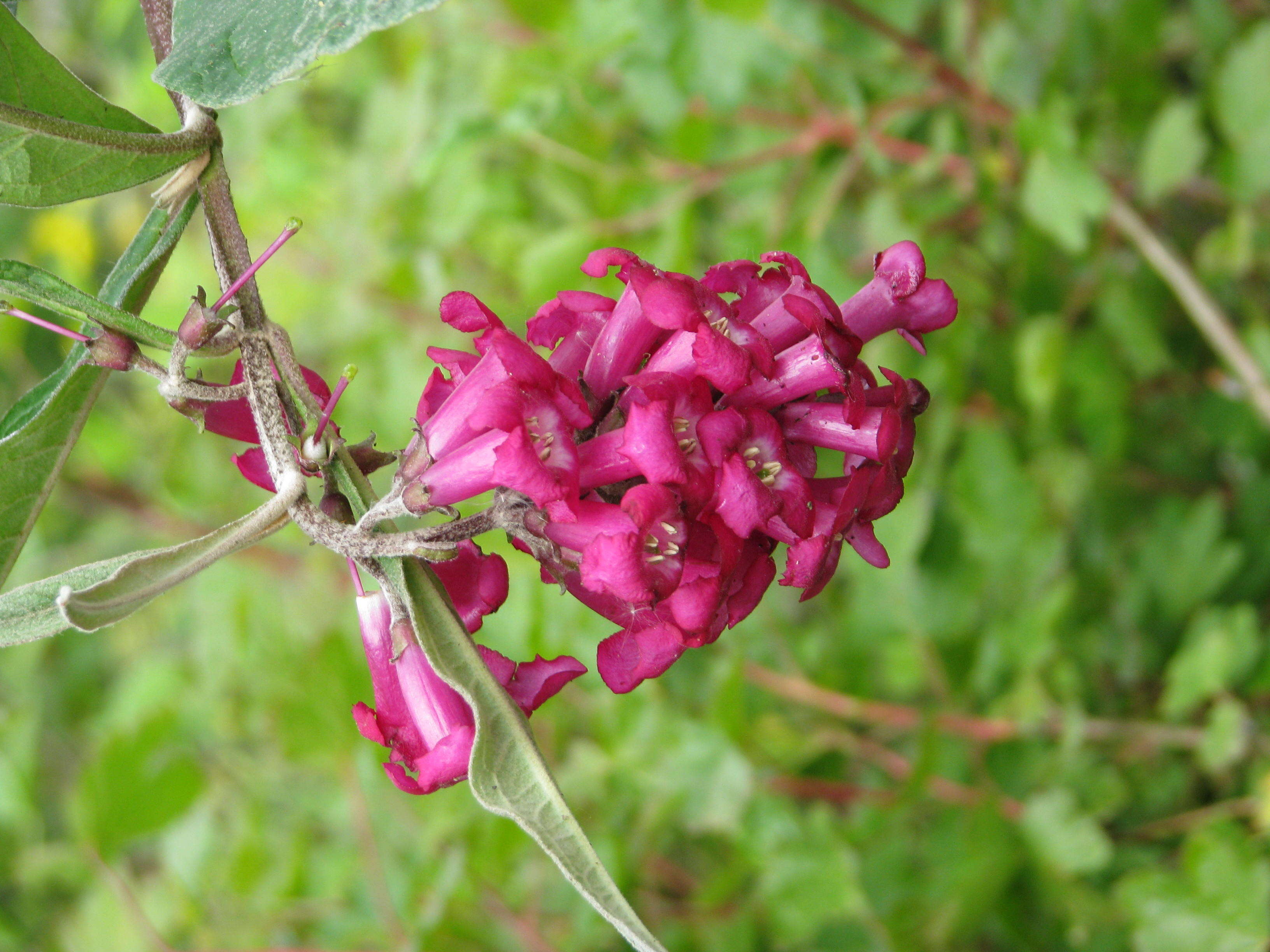 Sivun Buddleja colvilei Hook. fil. & Thomson kuva