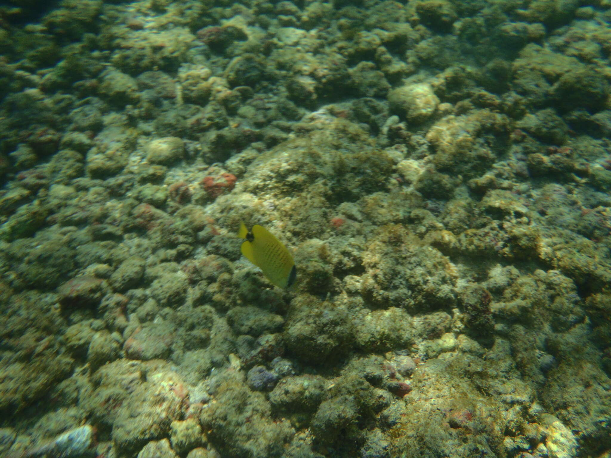 Image of Lemon Butterflyfish