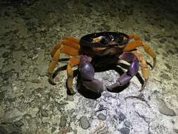 Image of Mexican Land Crab