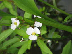 Image of grassy arrowhead