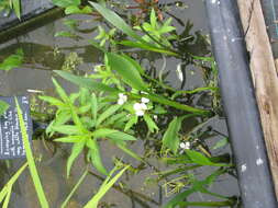 Image of grassy arrowhead