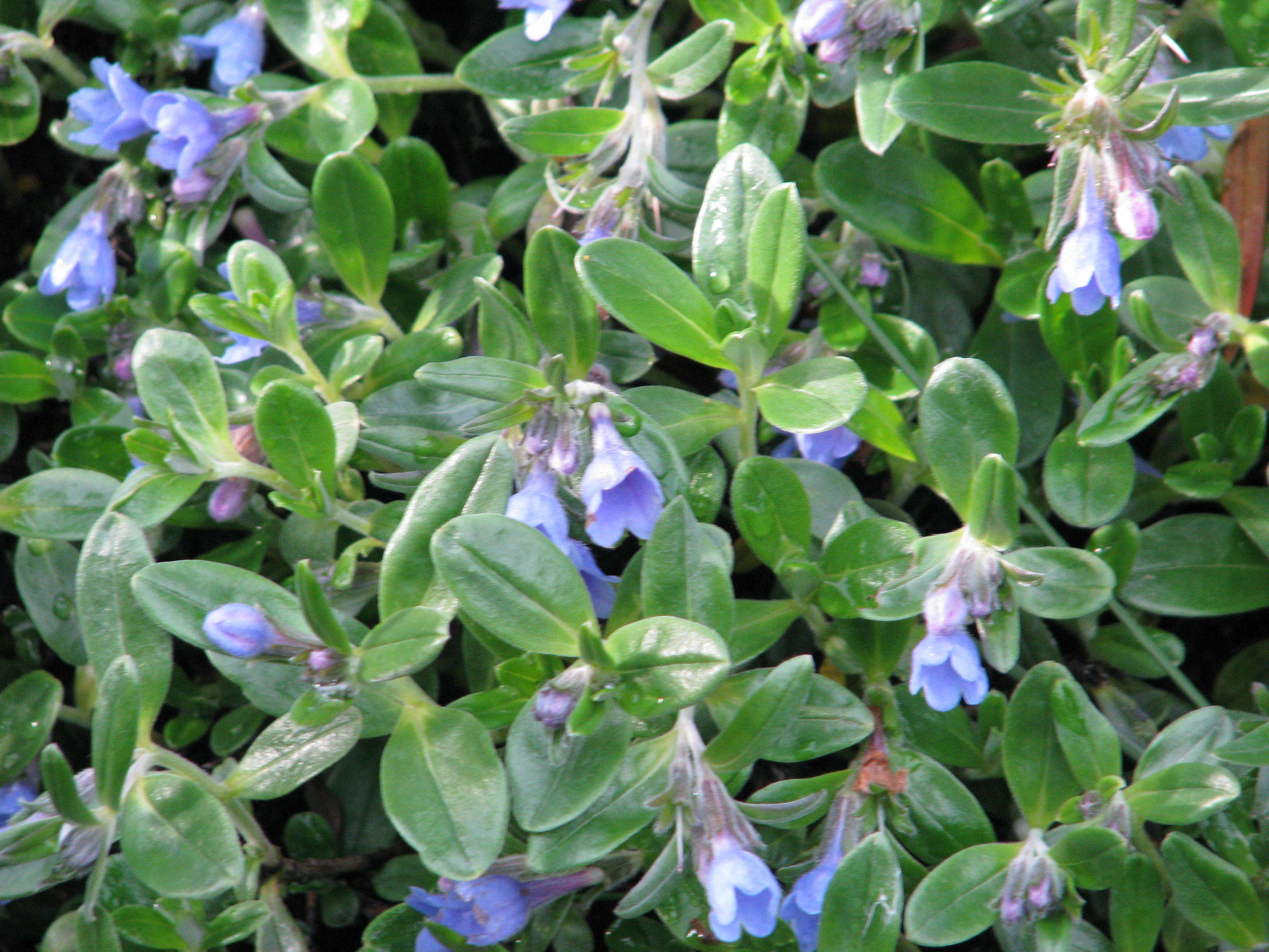 Image de Glandora oleifolia (Lapeyr.) D. C. Thomas