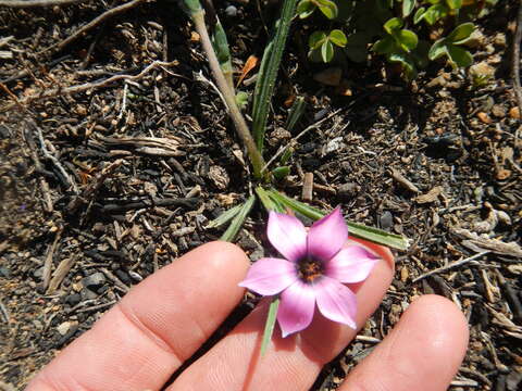 Image of Romulea tetragona M. P. de Vos