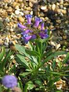 Image of Rydberg's penstemon