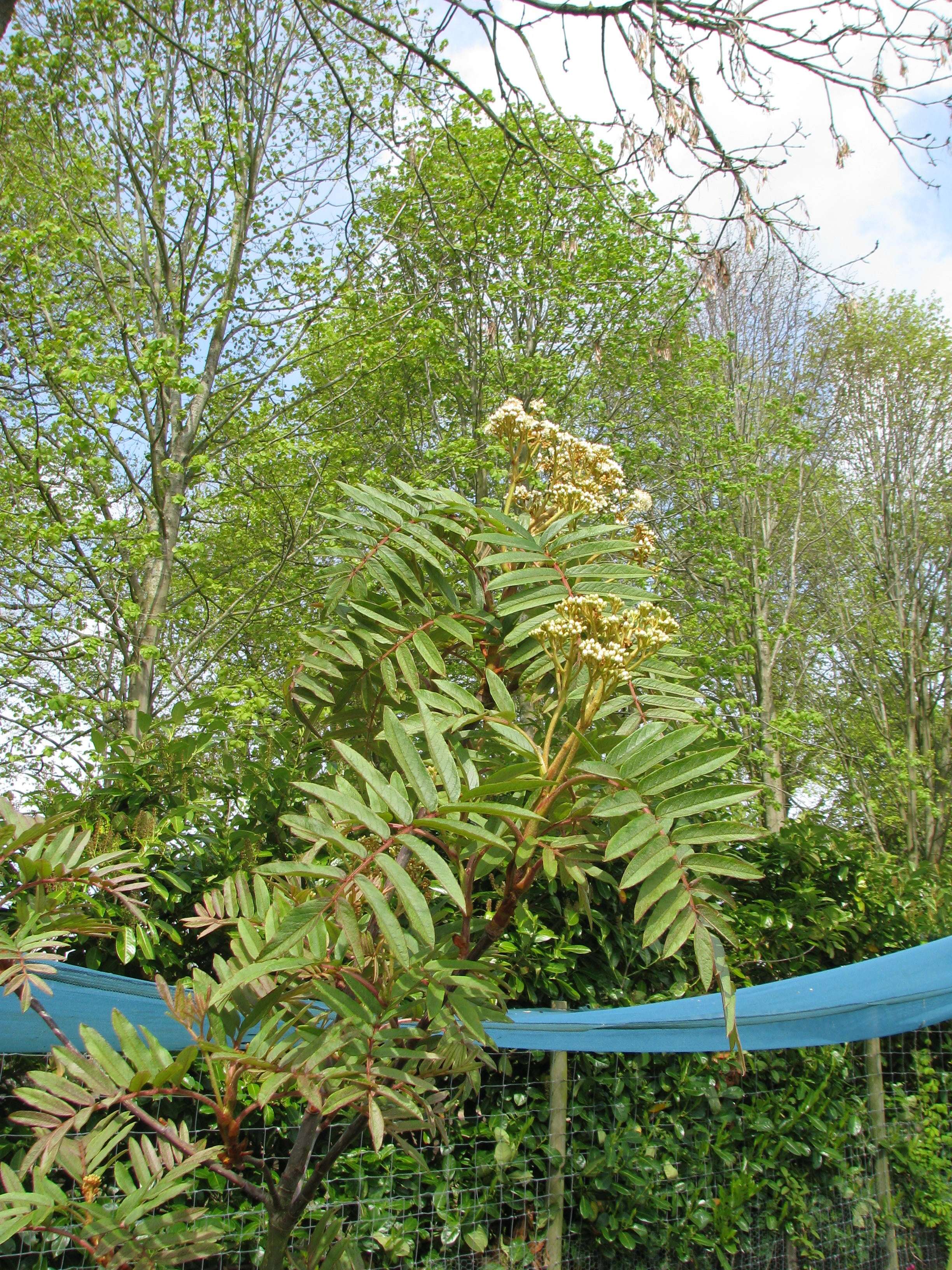 Image of Sorbus insignis (Hook. fil.) Hedl.