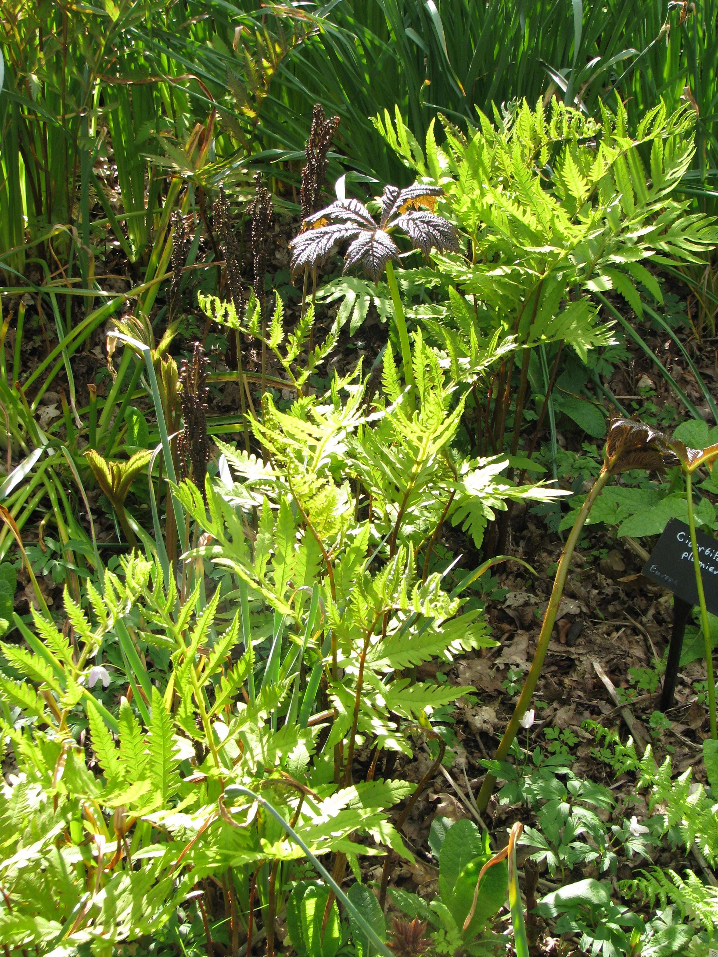 Image of sensitive fern