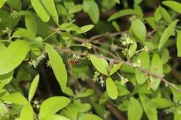 Image of Terminalia australis Cambess.