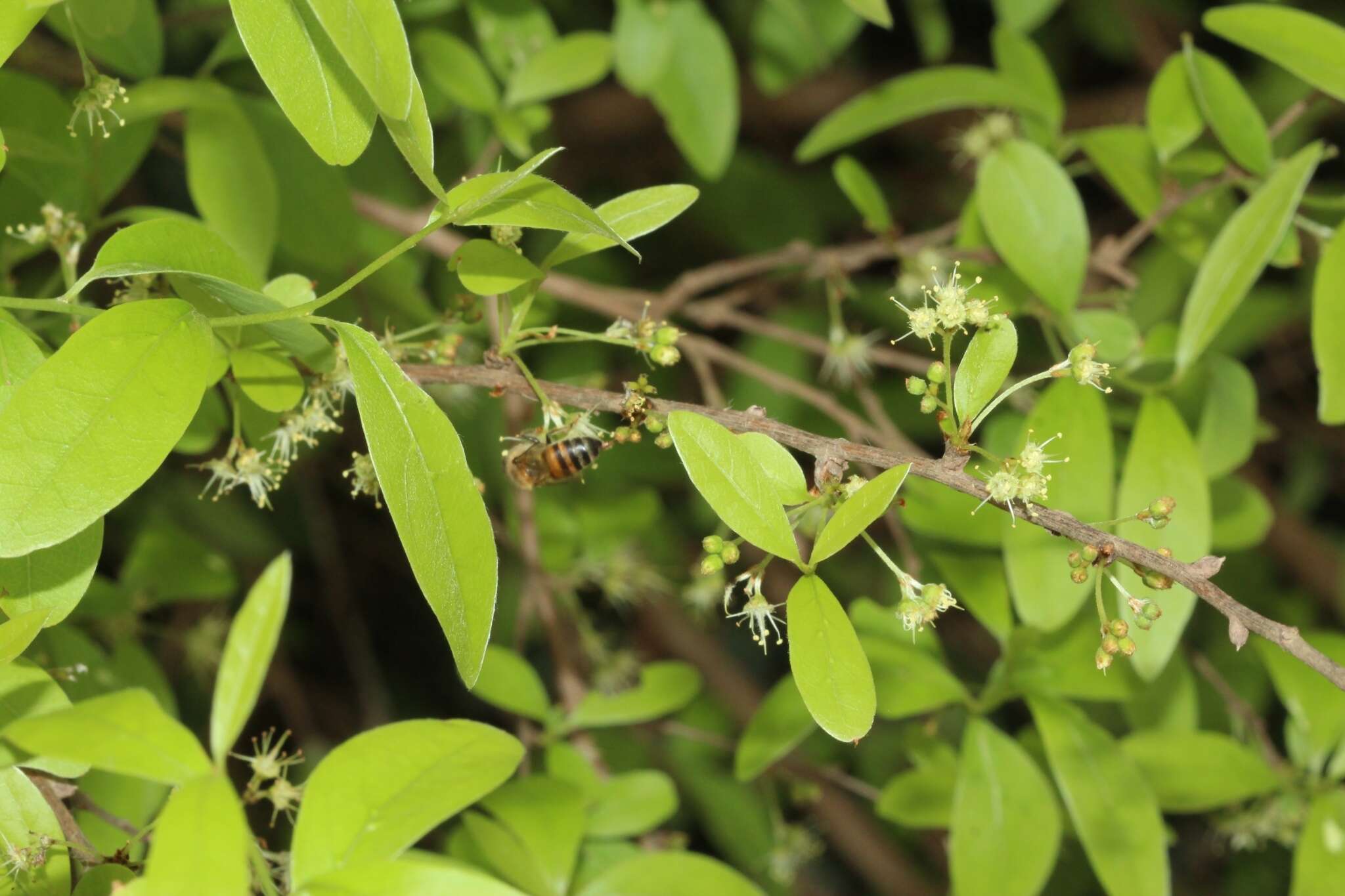 Image of Terminalia australis Cambess.