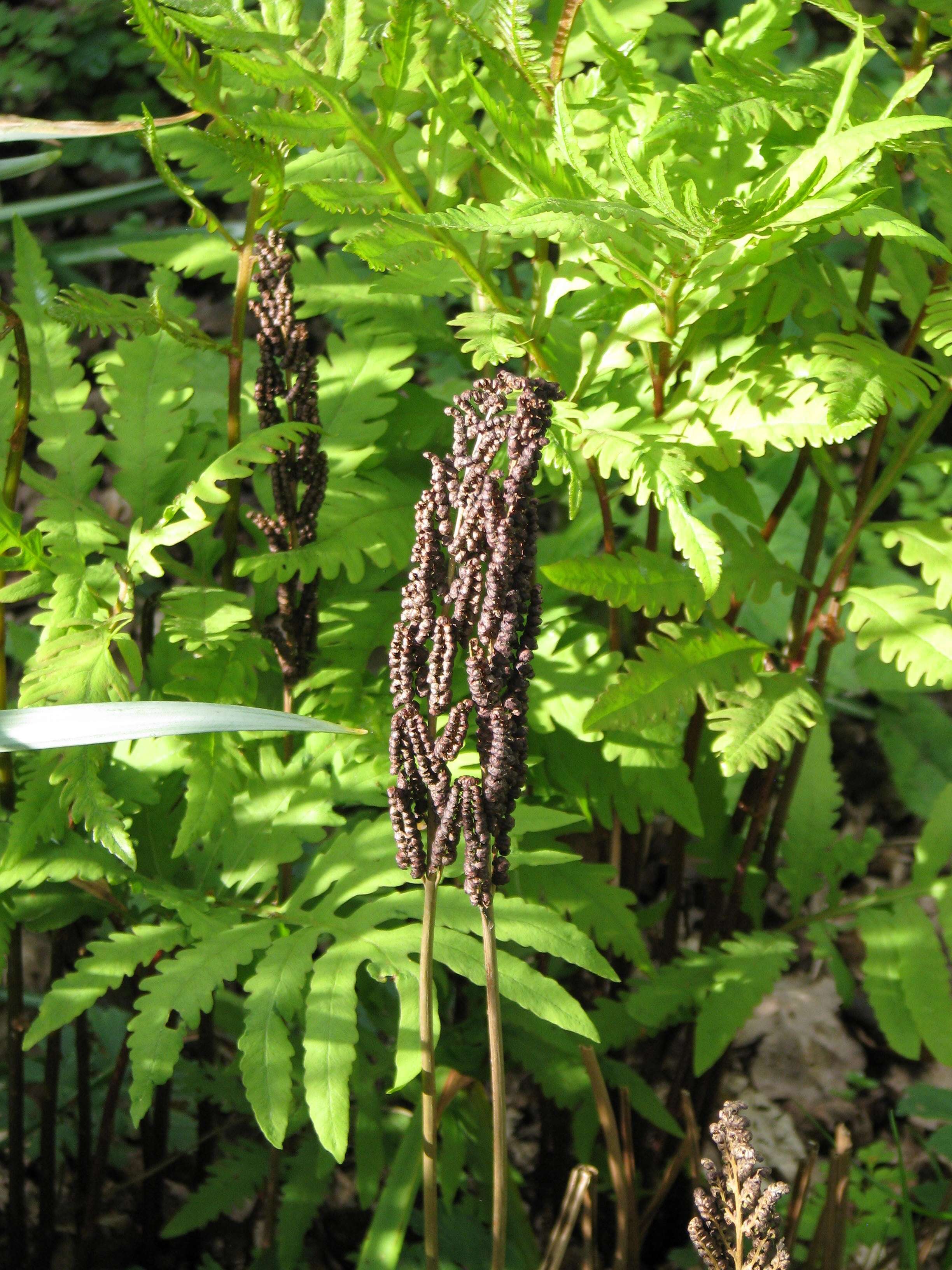 Image of sensitive fern