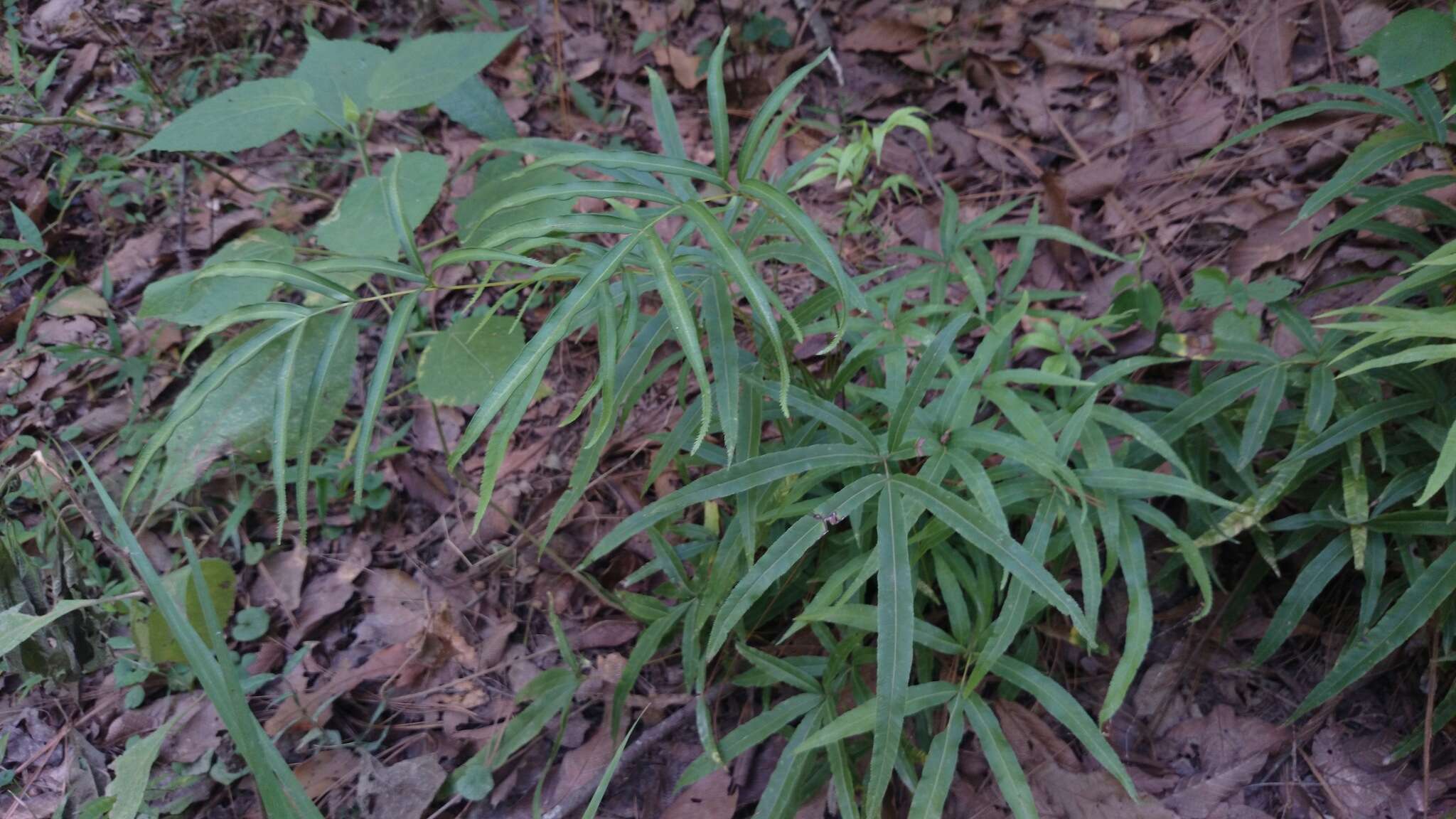 Plancia ëd Pteris cretica L.