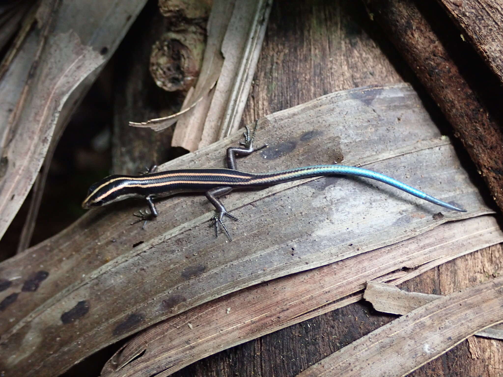 Image of Pacific Blue-Tail Skink