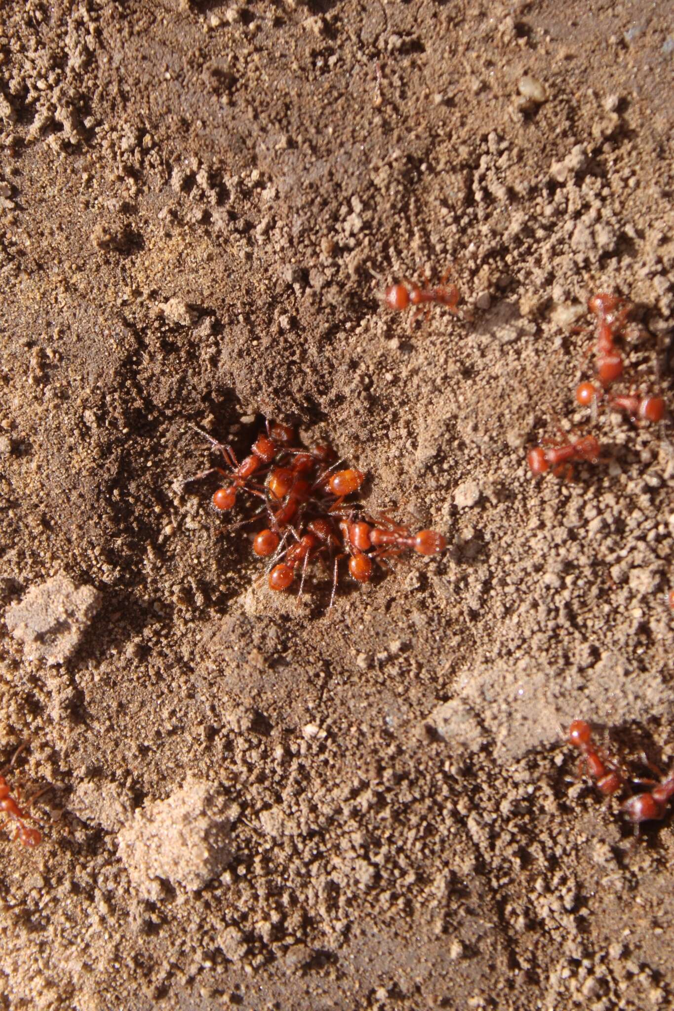 Image of Pogonomyrmex subnitidus Emery 1895