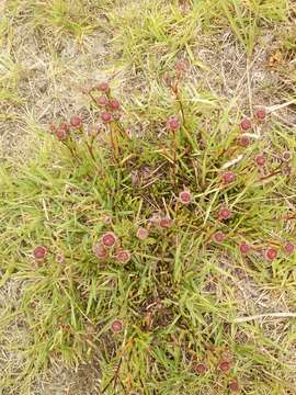 Image de Lampranthus multiradiatus (Jacq.) N. E. Br.