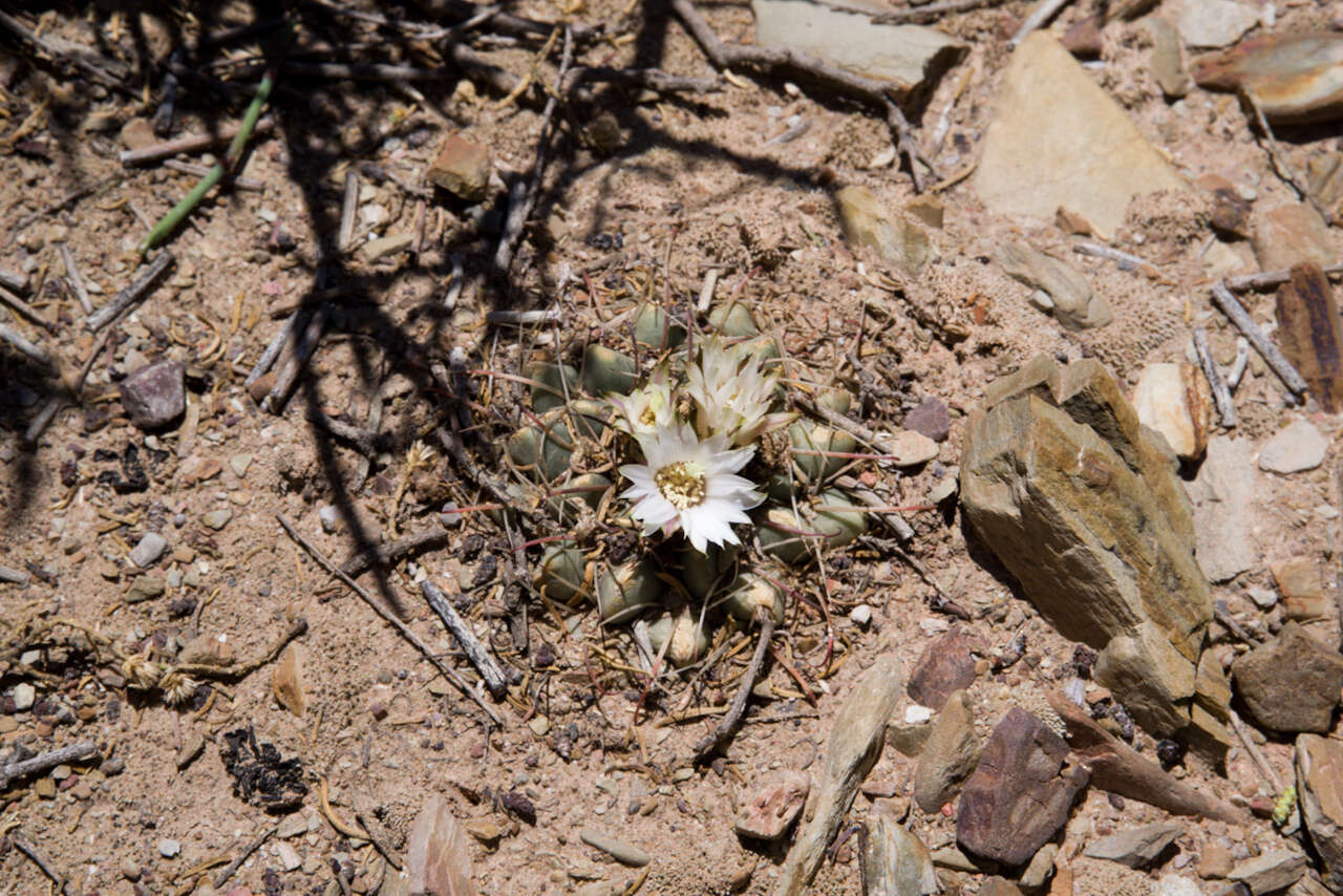 Image of Neowerdermannia vorwerkii Fric