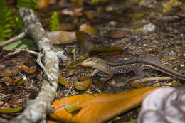 Image of Hispaniolan giant ameiva