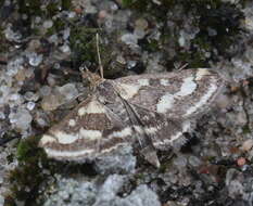 Image de Pyrausta ostrinalis Hübner 1796