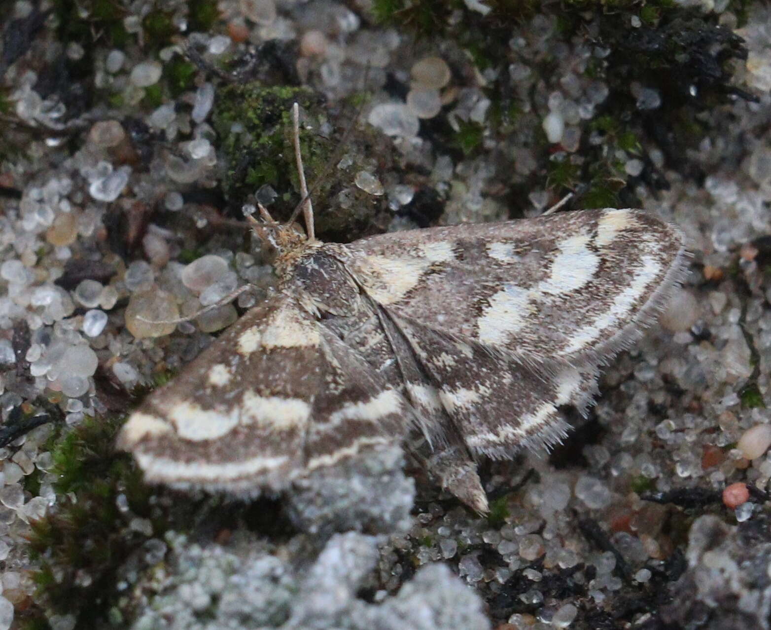 Image de Pyrausta ostrinalis Hübner 1796