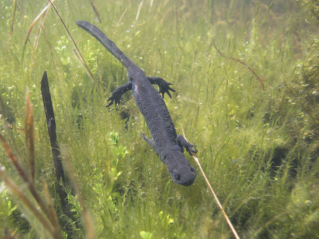 Imagem de Triturus cristatus (Laurenti 1768)