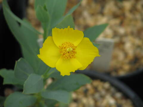 Image of tree poppy