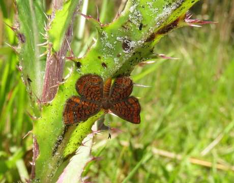 Image of Little Metalmark