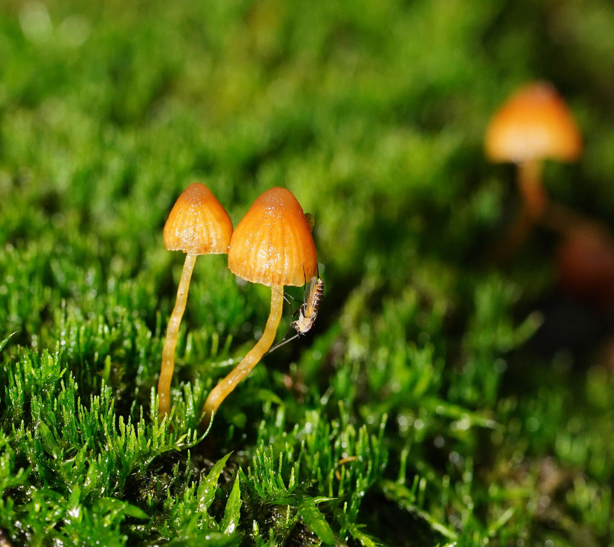 Image of Galerina hypnorum (Schrank) Kühner 1935