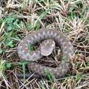 Image of Vipera ammodytes meridionalis Boulenger 1903