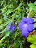 Image of Achimenes longiflora DC.