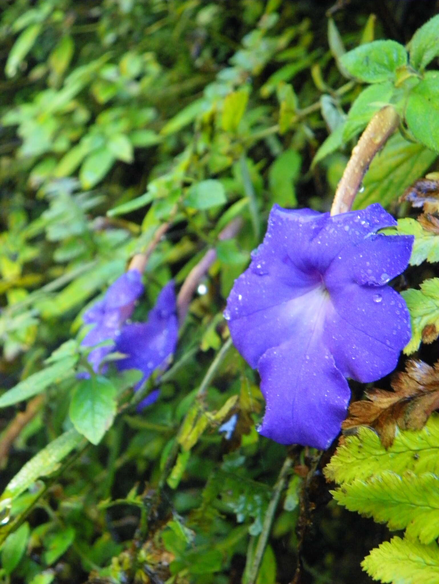 Image of Achimenes longiflora DC.