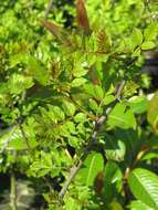 Image of Zanthoxylum armatum DC.