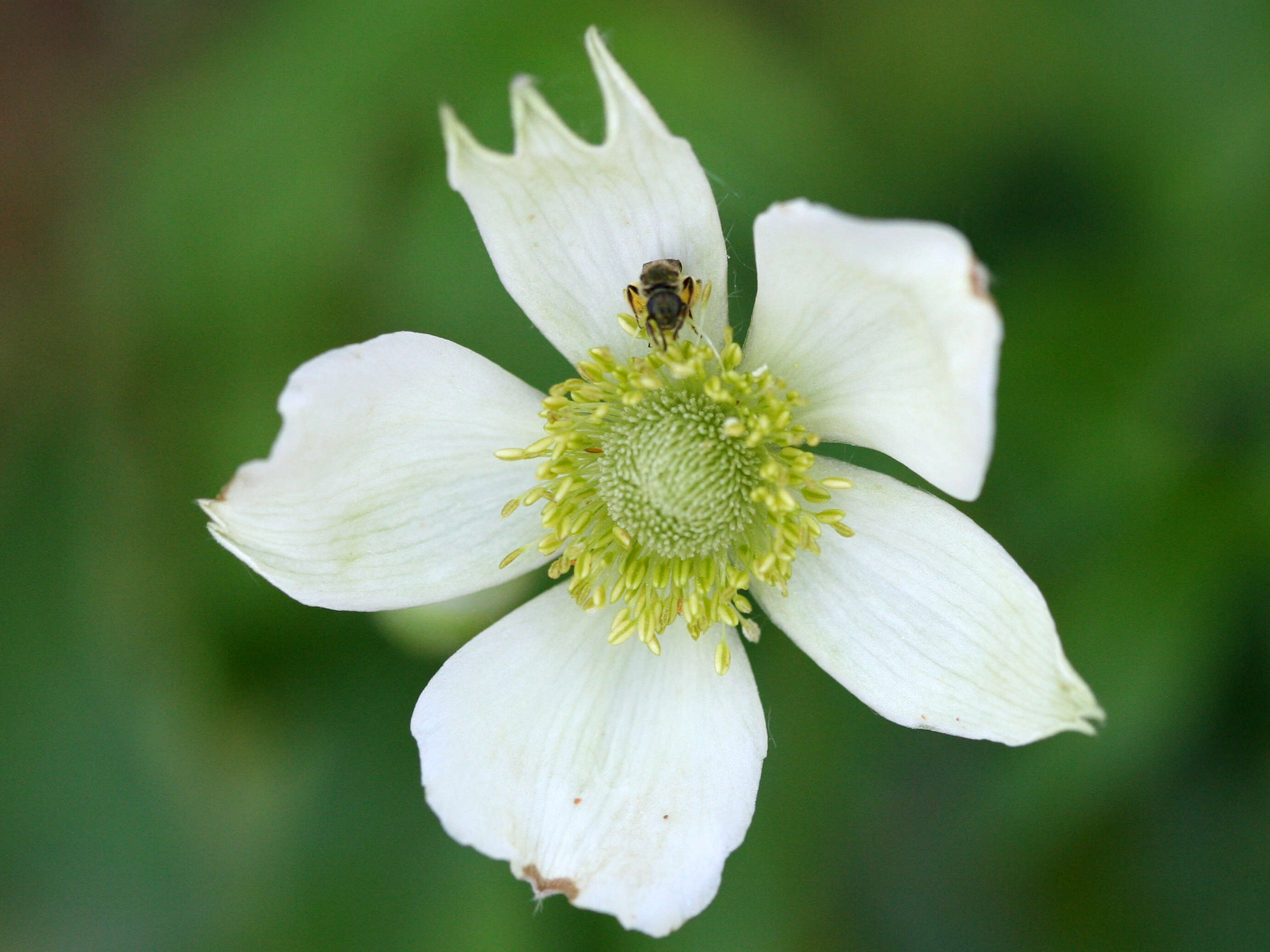 Image of tall thimbleweed