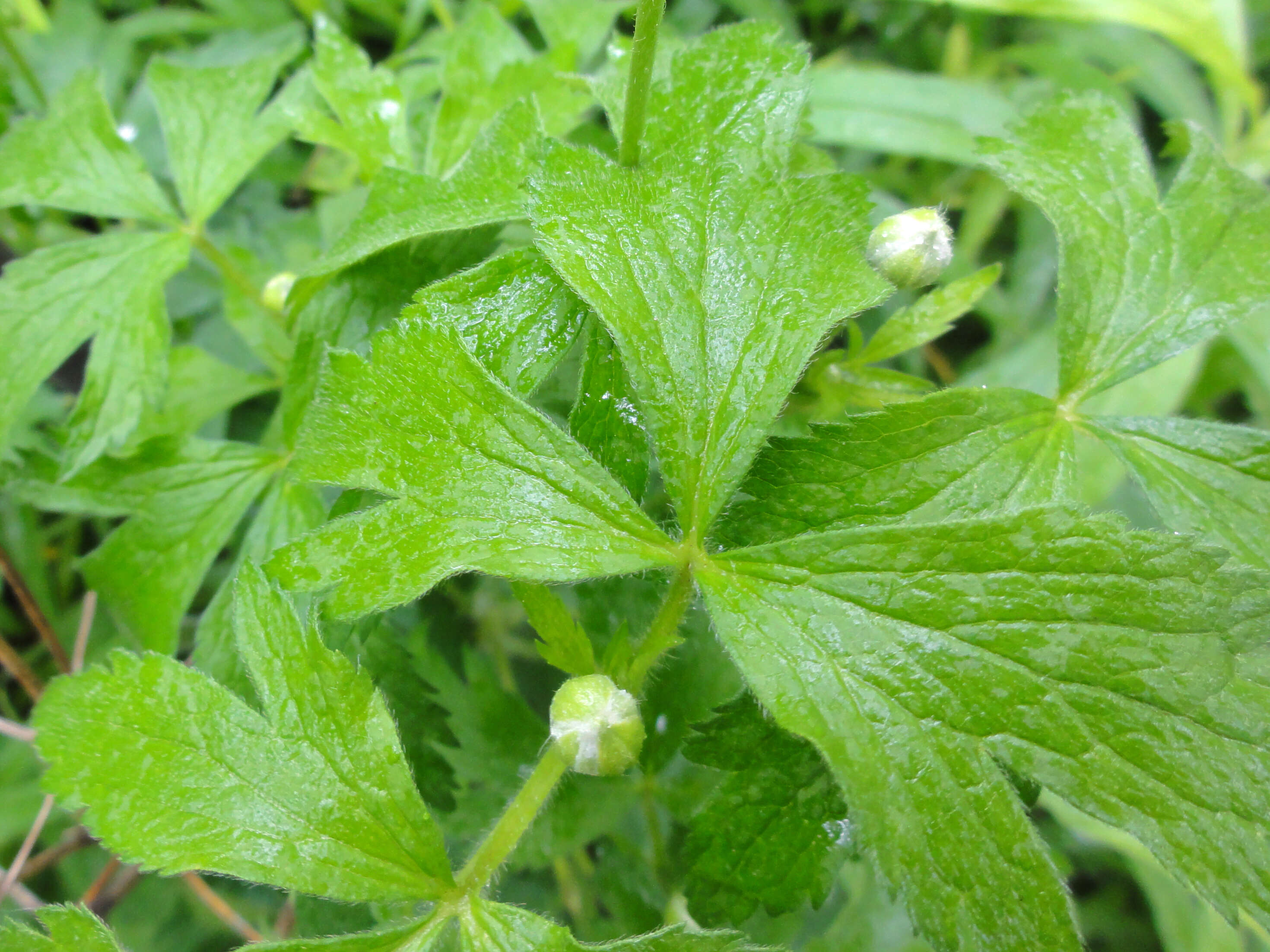 Image of tall thimbleweed