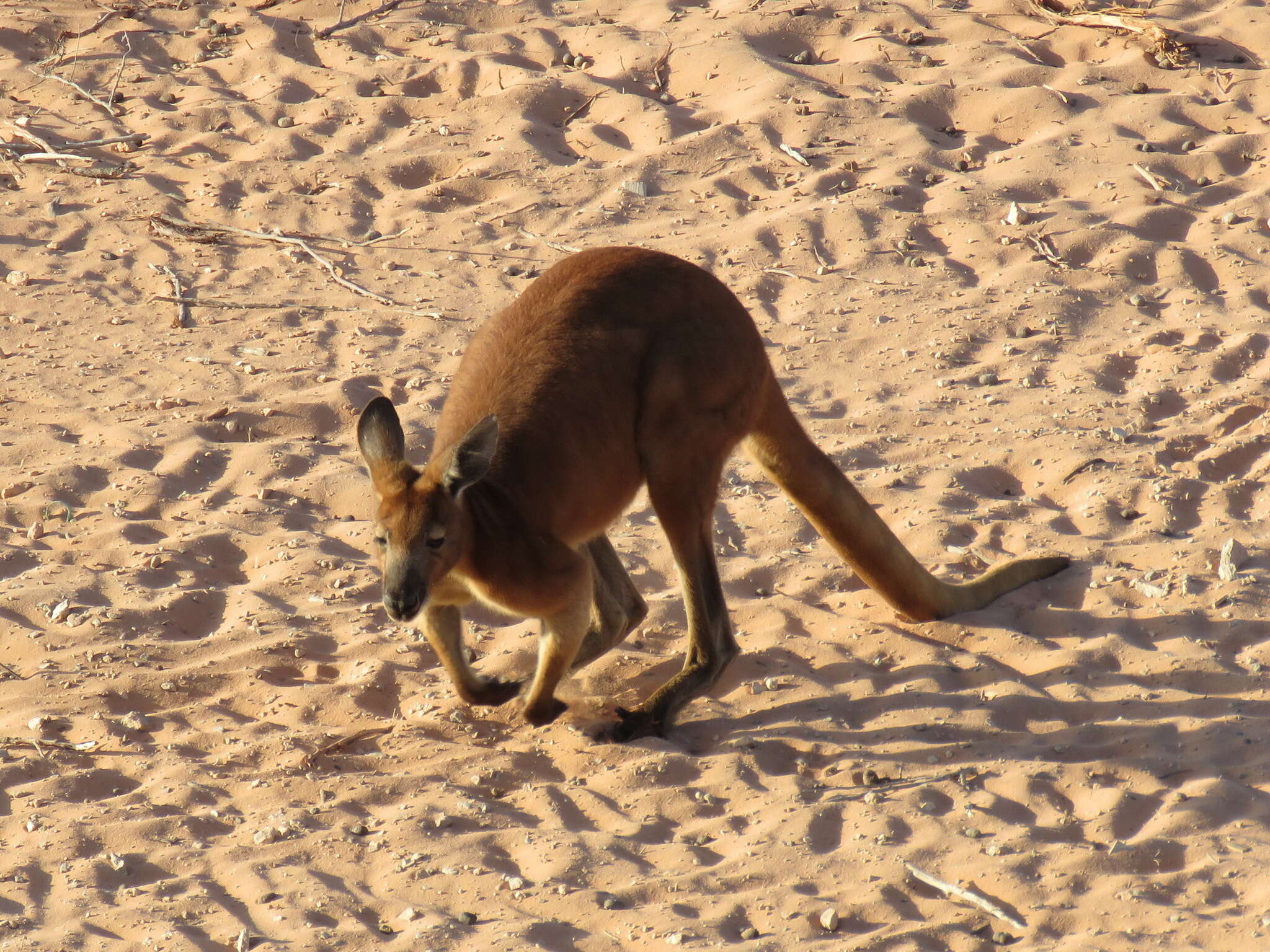 Macropus robustus erubescens Sclater 1870的圖片