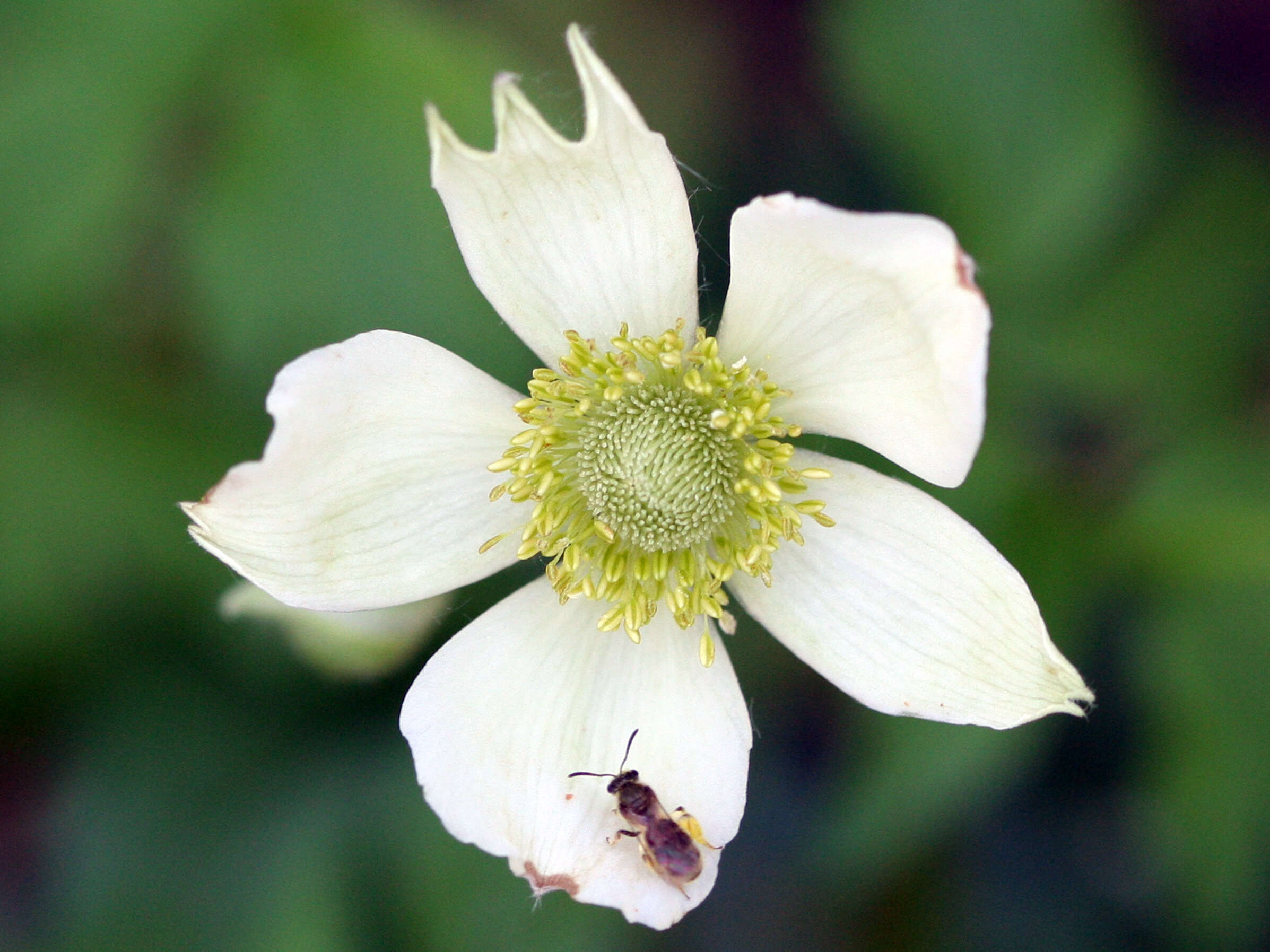 Image of tall thimbleweed