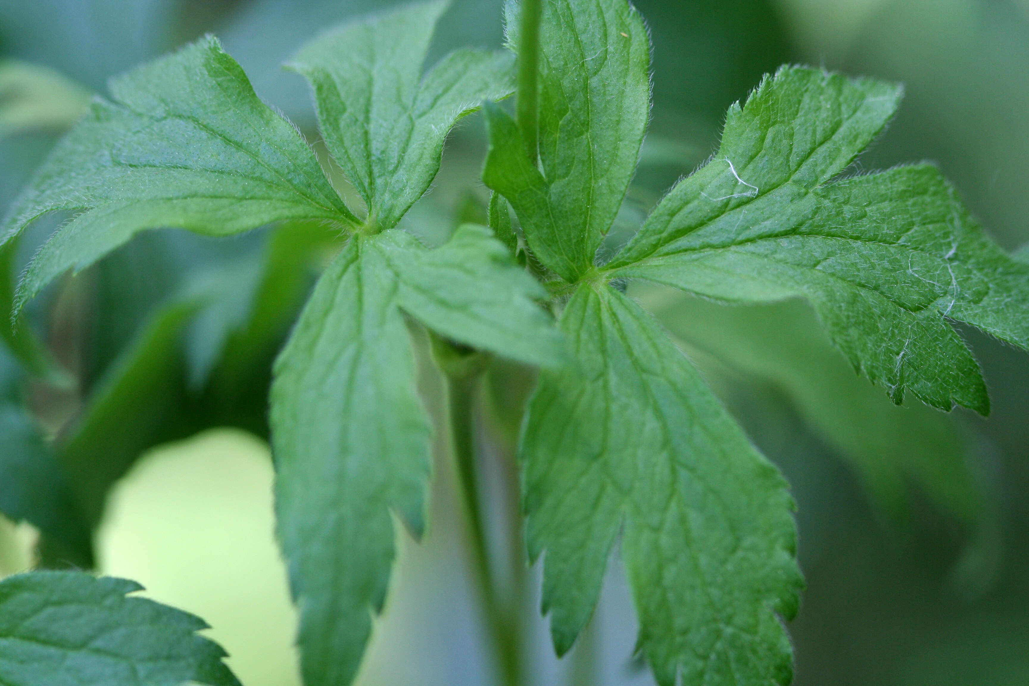 Image of tall thimbleweed