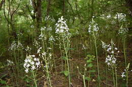 Image of Ornithogalum arcuatum Steven