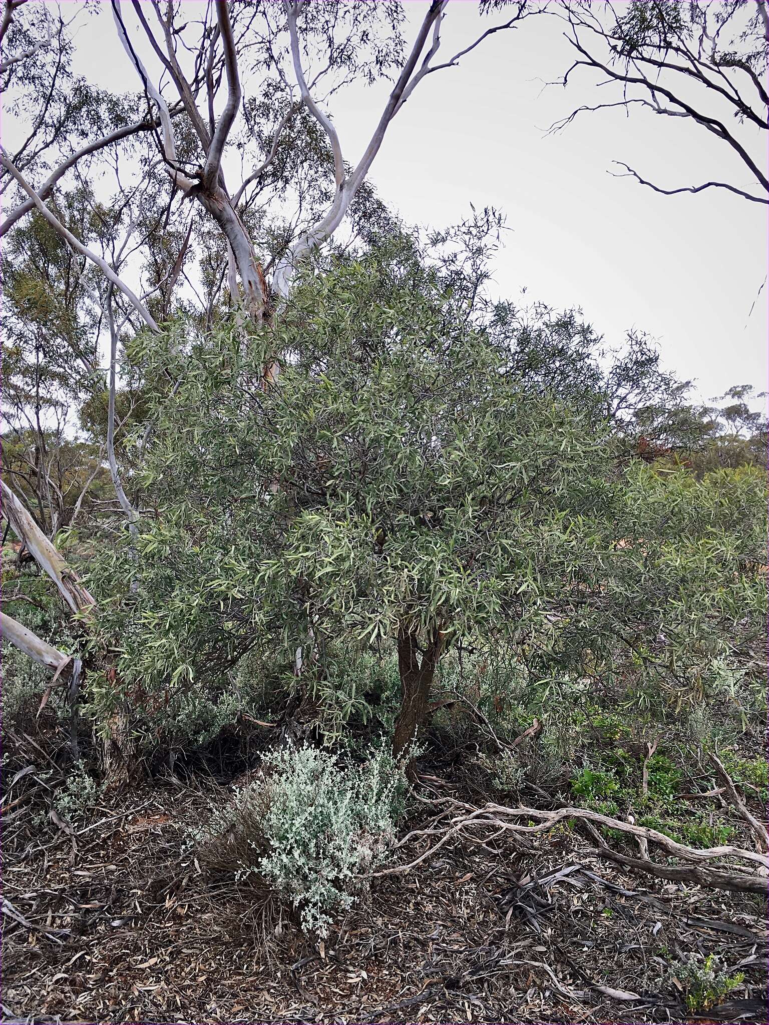 Image of Alectryon oleifolius subsp. canescens S. Reyn.