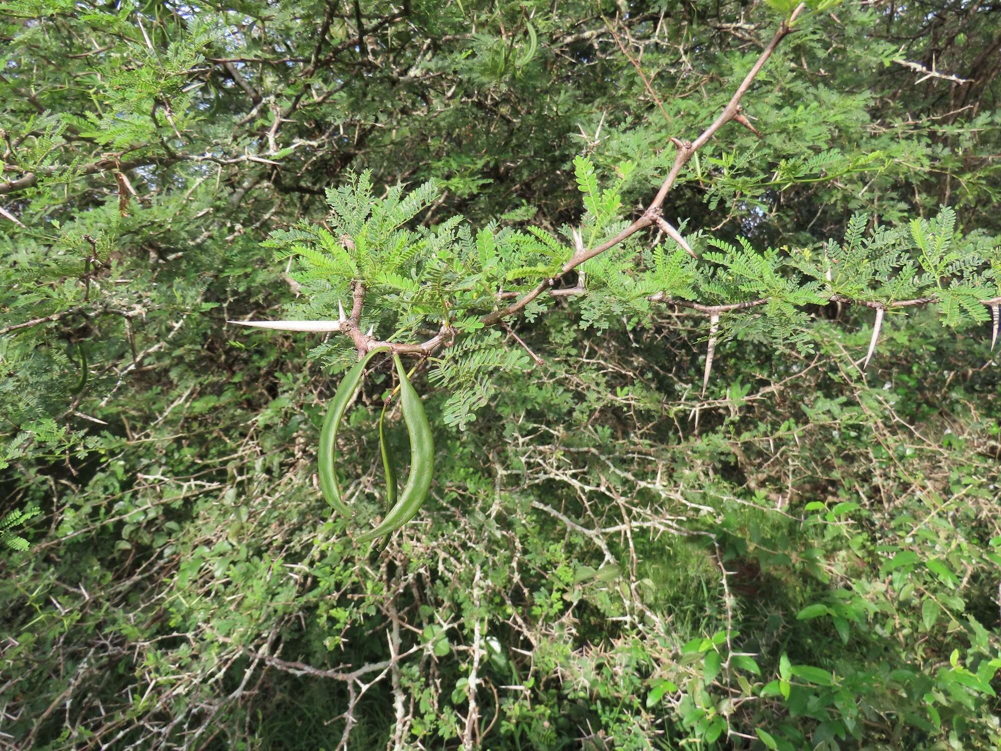 Vachellia grandicornuta (Gerstner) Seigler & Ebinger resmi