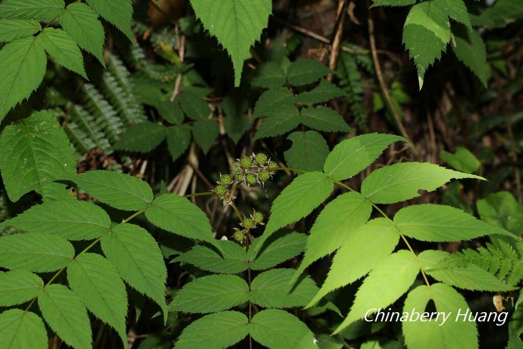 Image of Rubus inopertus (Diels) Focke