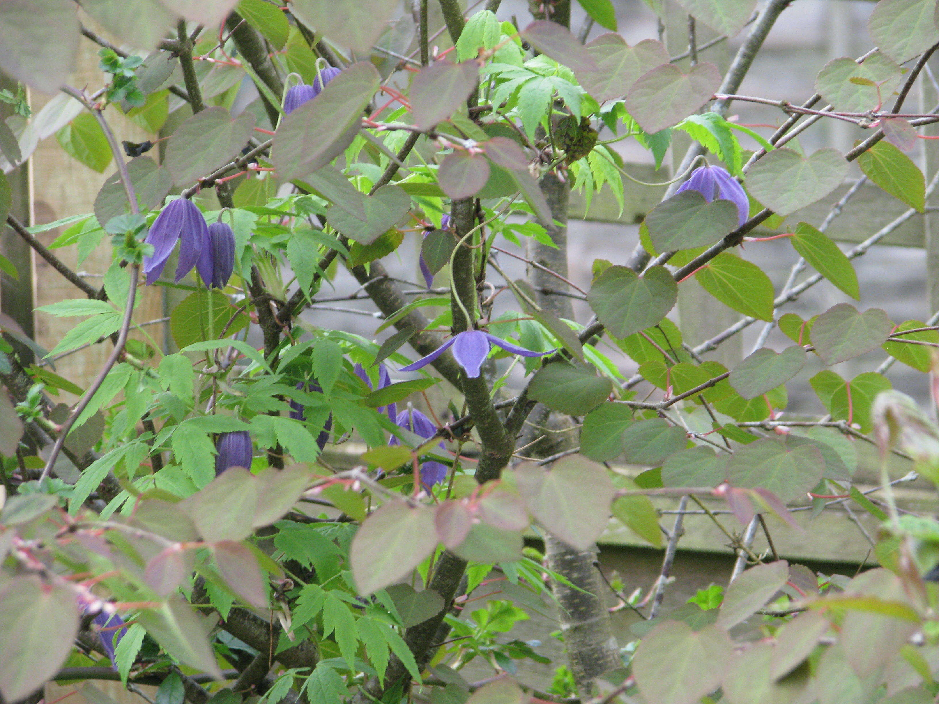 Image of alpine clematis