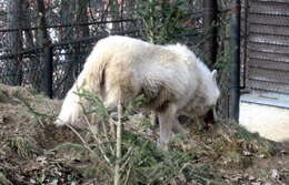 Image of Arctic wolf