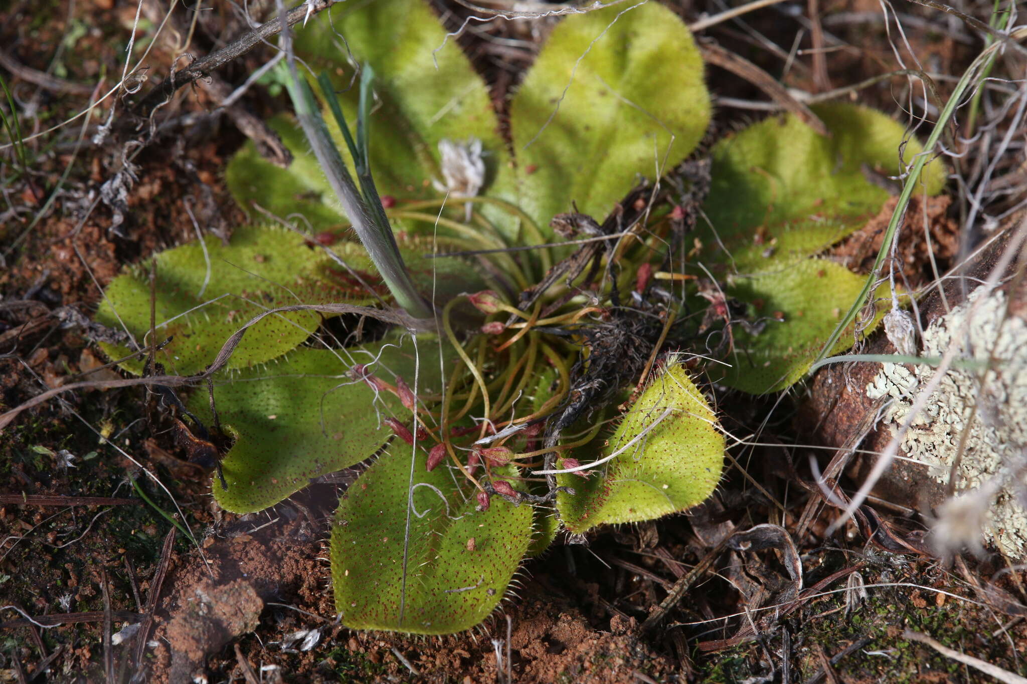 Drosera major的圖片