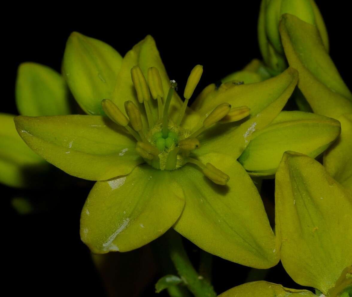 Image of Haplophyllum linifolium subsp. africanum C. C. Townsend