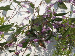 Image of coral-pea