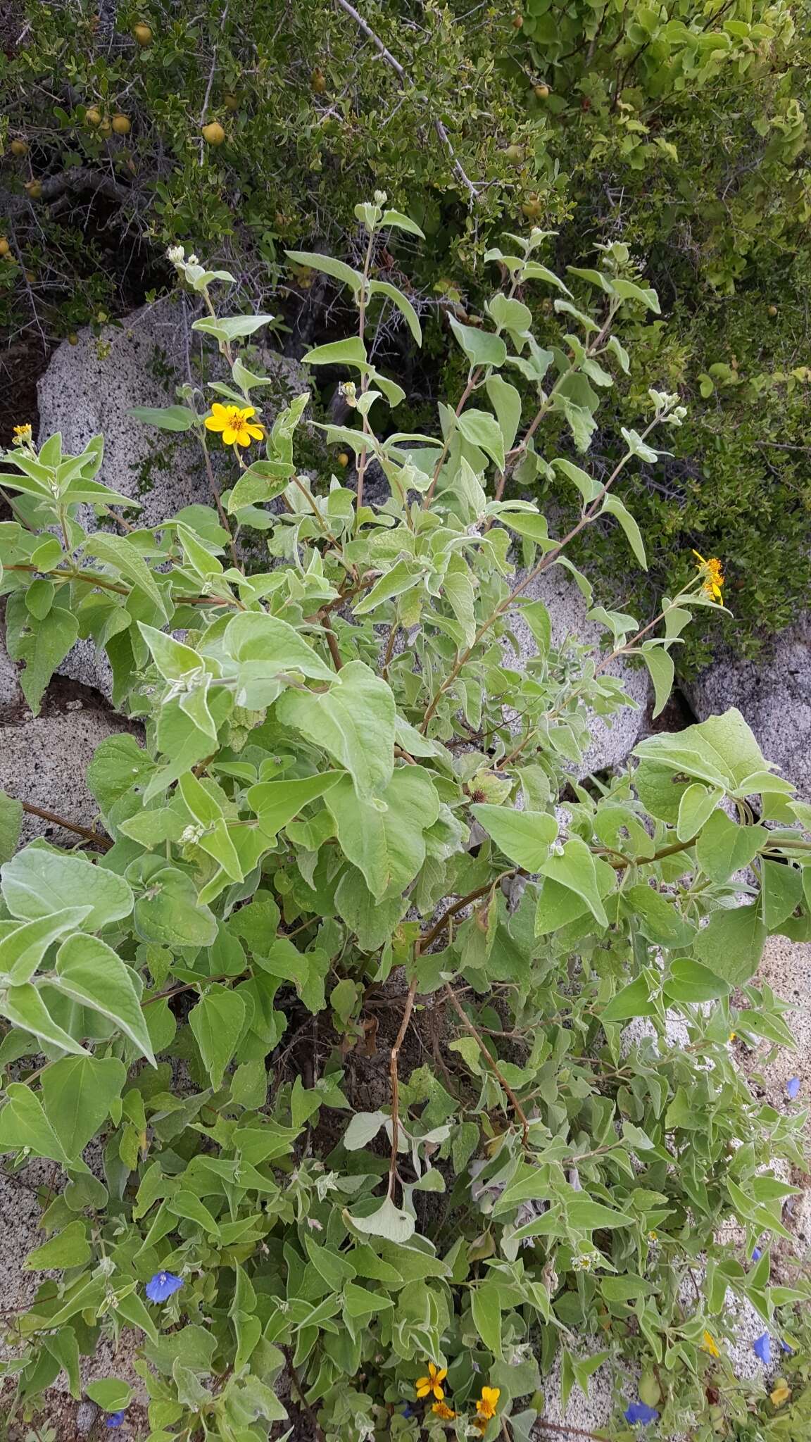 صورة Bahiopsis tomentosa (A. Gray) E. E. Schill. & Panero