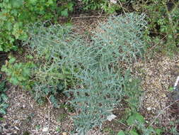 Image of cardoon