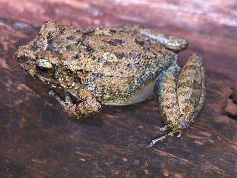 Image of Eleutherodactylus toa Estrada & Hedges 1991